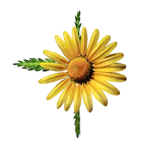Abstract Daisy Png Amk PNG image