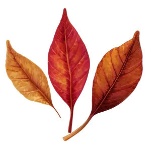 Abstract Fall Leaf Png Asi PNG image