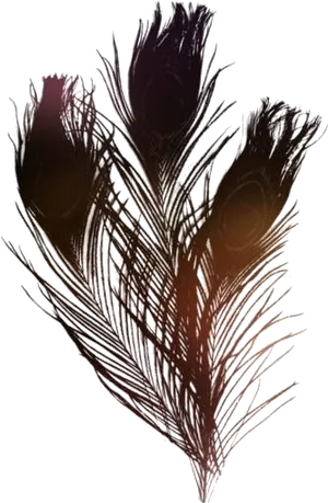 Abstract Feather Artwork PNG image