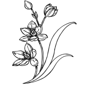 Abstract Floral Sketch