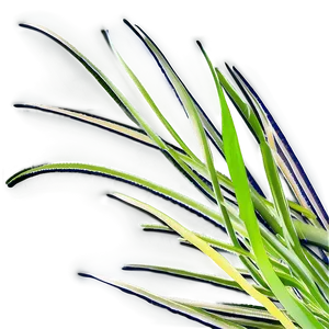 Abstract Grass Design PNG 33