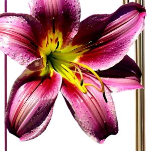 Abstract Lilies Art PNG 06282024 PNG