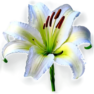 Abstract Lily Flower PNG 06272024