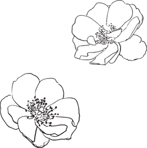 Abstract Rose Sketches