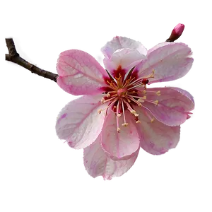 Abstract Sakura Flower PNG Lrl