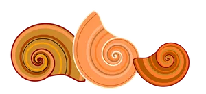Abstract Shell Illustration PNG image