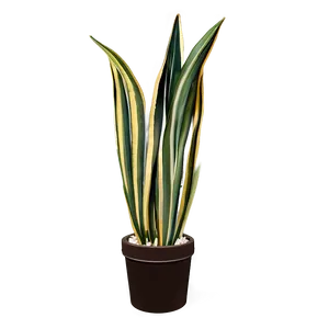 Abstract Snake Plant PNG 06122024