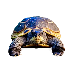 Abstract Snapping Turtle Design PNG 55