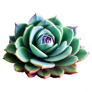 Abstract Succulent Png 05242024 PNG image