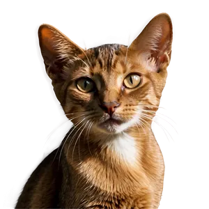 Abyssinian Cat PNG Cnc PNG