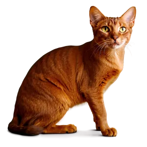 Abyssinian Cat PNG Giv PNG