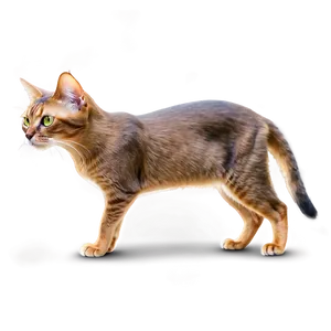 Abyssinian Cat PNG Kja PNG