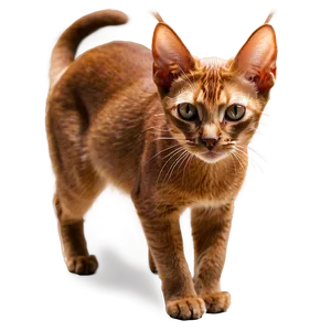Abyssinian Cat PNG Uvi PNG