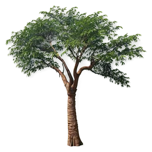 Acacia Tree African Landscape PNG 06132024