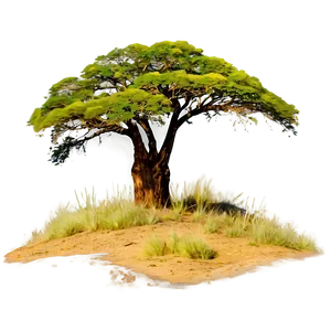 Acacia Tree African Landscape PNG 06132024