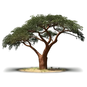 Acacia Tree African Landscape PNG 62