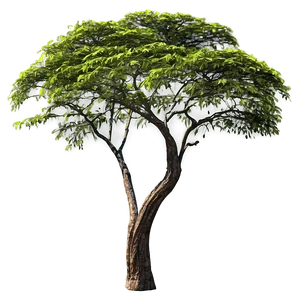 Acacia Tree African Landscape PNG Wir