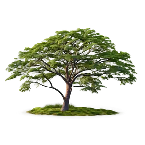 Acacia Tree At Dusk PNG Byc
