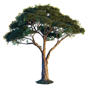 Acacia Tree At Dusk PNG Qvw91