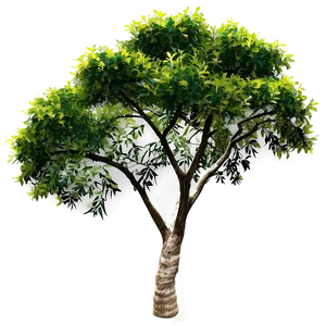 Acacia Tree B PNG image