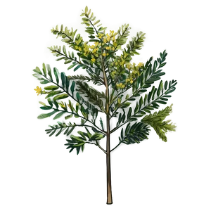 Acacia Tree Botanical Drawing PNG 06132024