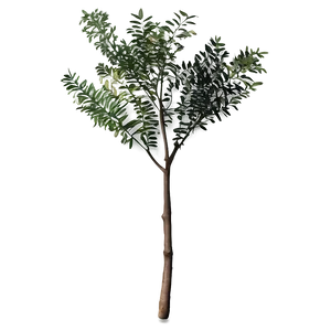 Acacia Tree Botanical Drawing PNG 57