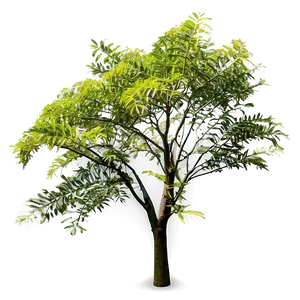 Acacia Tree C PNG image