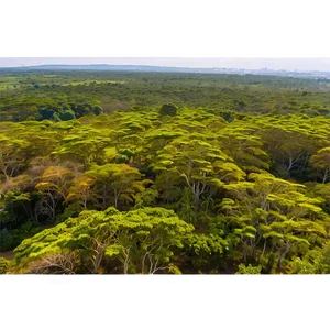 Acacia Tree Canopy View Png 06132024 PNG image