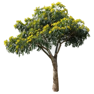 Acacia Tree D PNG image