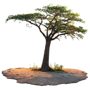 Acacia Tree During Sunrise PNG 06132024