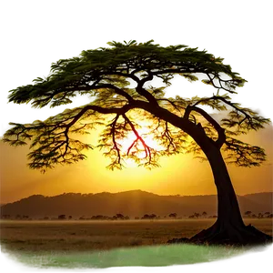 Acacia Tree During Sunrise PNG 06132024