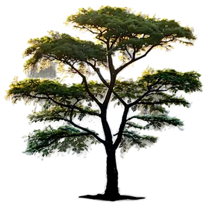 Acacia Tree During Sunrise PNG 54