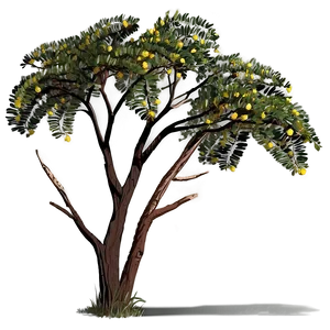 Acacia Tree Field Guide Illustration PNG Ikf PNG