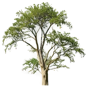 Acacia Tree Habitat Conservation PNG Iln
