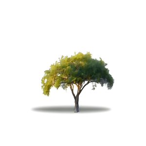 Acacia Tree In Golden Hour PNG 48