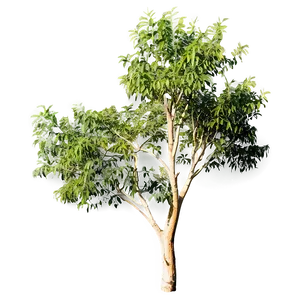 Acacia Tree In Golden Hour PNG Raa