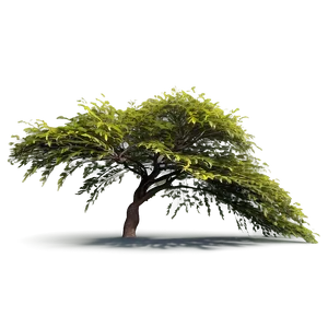 Acacia Tree In The Wind PNG 06132024