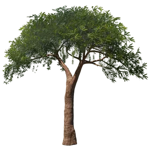 Acacia Tree In The Wind PNG Pww