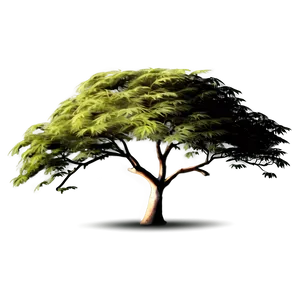 Acacia Tree In The Wind PNG Xwg52 PNG