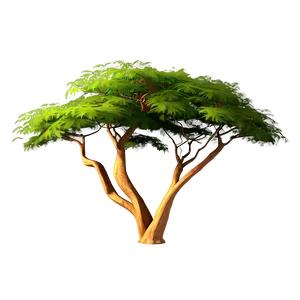 Acacia Tree Oasis Scene PNG 66
