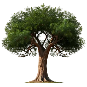 Acacia Tree Safari Background Png 06132024 PNG image