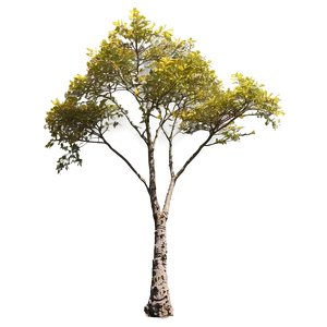 Acacia Tree Seasonal Changes PNG 40