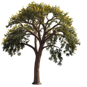 Acacia Tree Seasonal Changes PNG 42