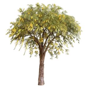 Acacia Tree Seasonal Changes PNG Sph91 PNG