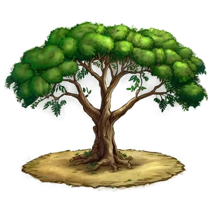 Acacia Tree Traditional Art Png 06132024 PNG image