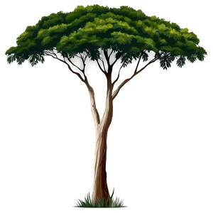 Acacia Tree Vector Art PNG Fpw67 PNG