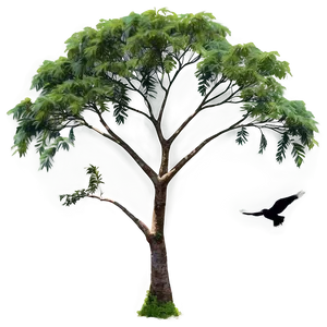 Acacia Tree With Birds Png 31 PNG image