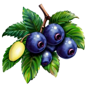 Acai Berry Farming PNG 63