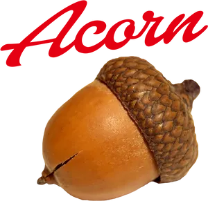 Acorn Brand Logo PNG