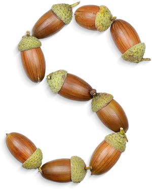 Acorn Infinity Loop PNG